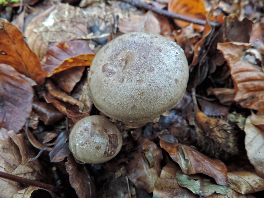 Grijsgroene melkzwam [11606] 19-okt-2014 (Bentheimerwald, Bad Bentheim).jpg - Grijsgroene Melkzwam [Lactarius blennius]